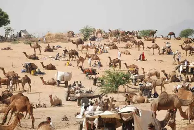 Pushkar Camel Safari